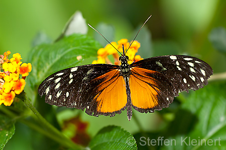 017 Tiger-Passionsfalter - Heliconius ismenius